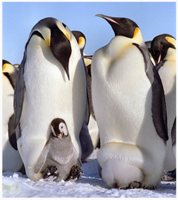 Императорский пингвин – нелетающая птица